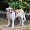 Fifi sucht Geborgenheit