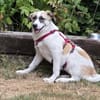 Fifi sucht Geborgenheit