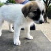Fifi sucht Geborgenheit