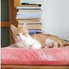 Ziggy Fröhlicher Kater sucht seine Familie zum Kuscheln