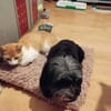Ziggy Fröhlicher Kater sucht seine Familie zum Kuscheln