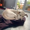 Candle sucht ein liebevolles Zuhause