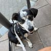 Trudi, sanfte Herzenshündin, ca. 7 Jahre