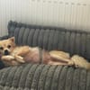 Molli ist ein sanftes Wesen