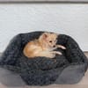 Molli ist ein sanftes Wesen