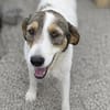 Roberta eine Seele vom Hund