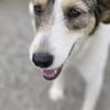 Roberta eine Seele vom Hund