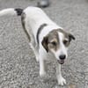 Roberta eine Seele vom Hund