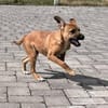 Sugar-Sue💕wartet in 49424 Goldenstedt
