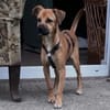 Sugar-Sue💕wartet in 49424 Goldenstedt