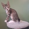 ABRICOT