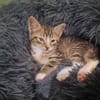 ABRICOT