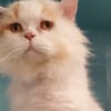 NORBERT