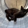 BASTET
