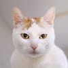 LADY A17406