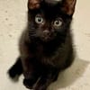 BLACKY