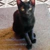 BLACKY
