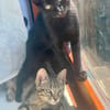 BLACKY