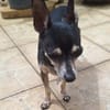ZIGGY le petit pinscher