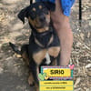 SIRIO