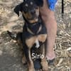 SIRIO