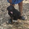 VEGA