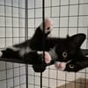 MERLIN