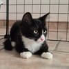 MERLIN