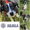 ANJALA * verspielte und neugierige Junghündin