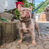 Französische Bulldogge Mango