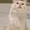 Geselliger junger Siam-Mix Kater Genie