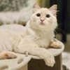 Geselliger junger Siam-Mix Kater Genie