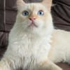 Geselliger junger Siam-Mix Kater Genie