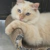Geselliger junger Siam-Mix Kater Genie