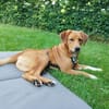 Ara sucht ihr Für-Immer-Zuhause!