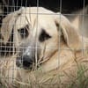Lola sucht ein Zuhause