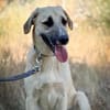 Lola sucht ein Zuhause