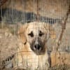 Lola sucht ein Zuhause
