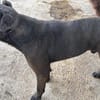 Stups - typisch Boxer