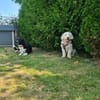 Dobby  sucht Menschen mit Hundeerfahrung