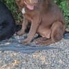 Süsse Hazel sucht eine Familie