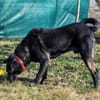 Wolf möchte sein Herz verschenken