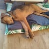 💗 Celina sucht ihr Für-immer-Zuhause💗