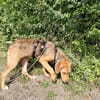 💗 Celina sucht ihr Für-immer-Zuhause💗