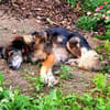 Daisy  wartet in 97332 Obervolkach