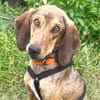 Cookie - kleine Spürnase sucht Zuhause