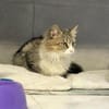 Daisy - unkomplizierte Traumkatze