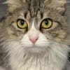 Daisy - unkomplizierte Traumkatze