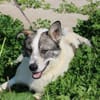 Moscu - kinderlieber Familienhund❤