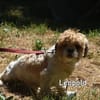 Leopold